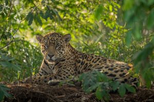 Photo of a jaguar from adobe stock.