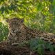 Photo of a jaguar from adobe stock.