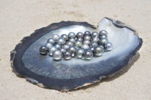 Photo of tahitian pearls in a oyster shell.