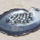 Photo of tahitian pearls in a oyster shell.