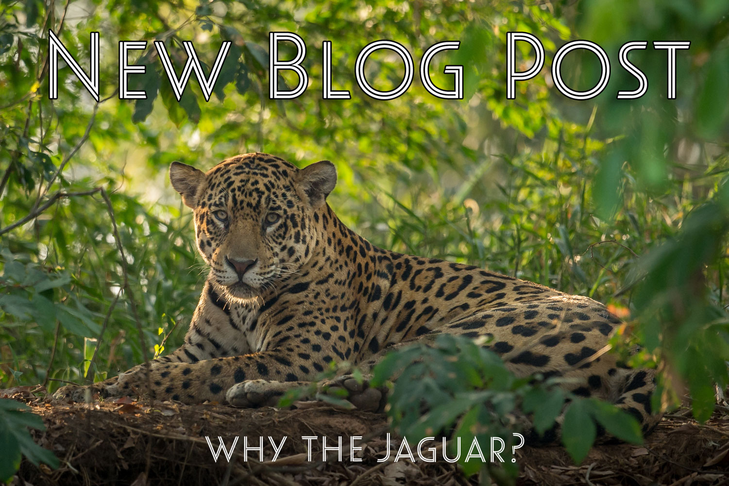 Photo of a jaguar in the forest with text "NEW BLOG POST, Why the Jaguar?"